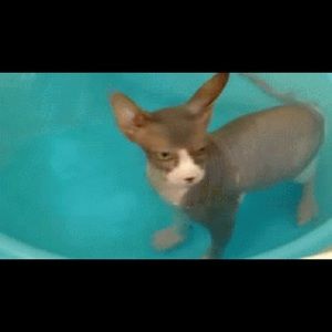 Meet your Posher, Lilah